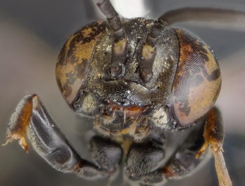 Tachysphex obscuripennis